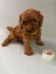 🐩✨ Adorable Poodle Puppies Looking for Their Forever Home! ✨🐩