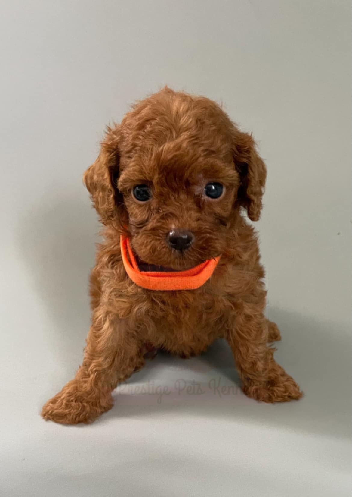 🐩✨ Adorable Poodle Puppies Looking for Their Forever Home! ✨🐩